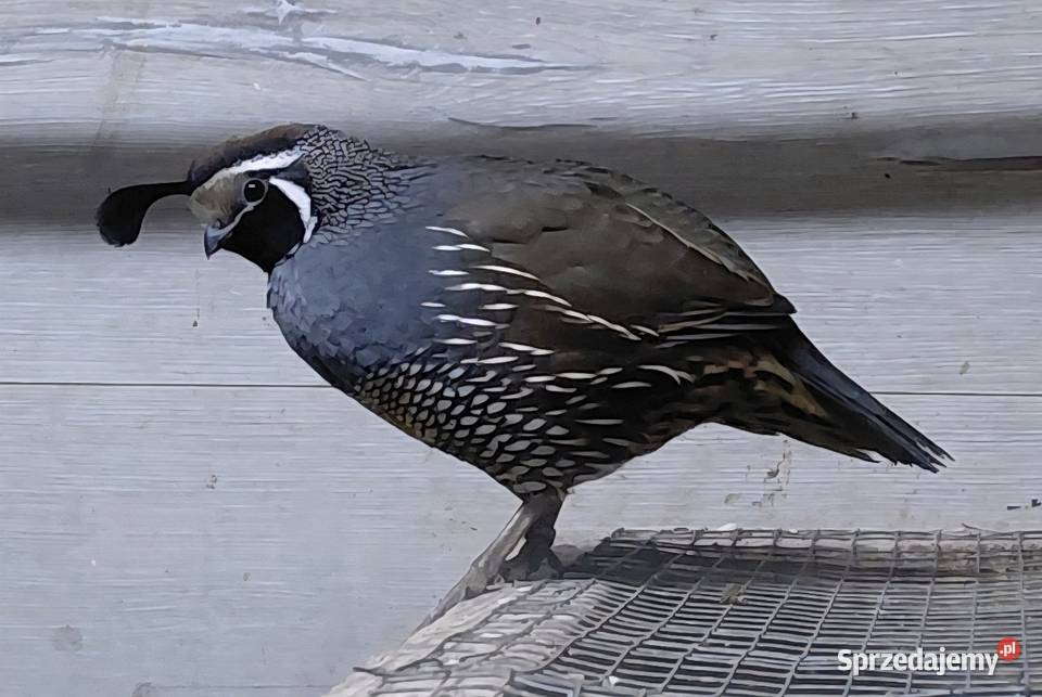 Przepiór kalifornijski małopolskie Książ Wielki