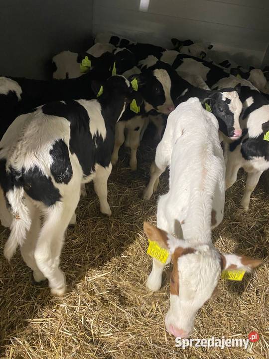 Byczki z pewnego źródła Janów