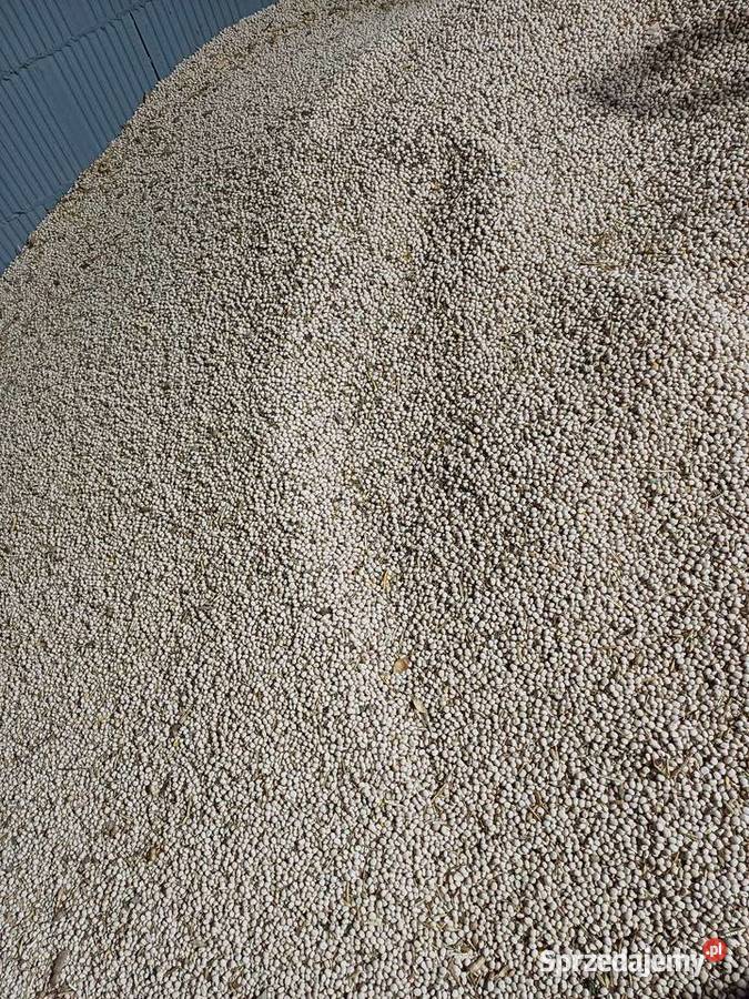 Sprzedam łubin słodki niedesykowany Wejsce