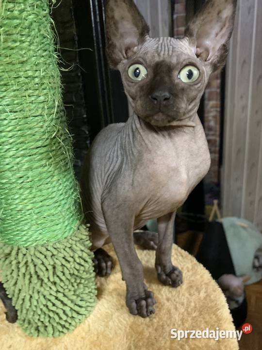 Sfinks Kanadyjski Do odbioru kocurek Rodowód wielkopolskie Leszno