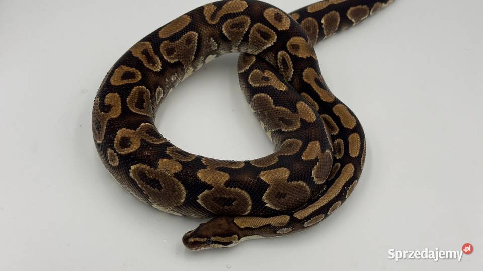 Yellow belly samica Pyton królewski regius wąż