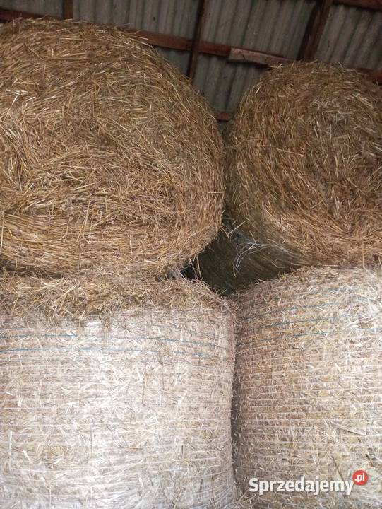 Słoma Trawy, słoma Miłochniewice