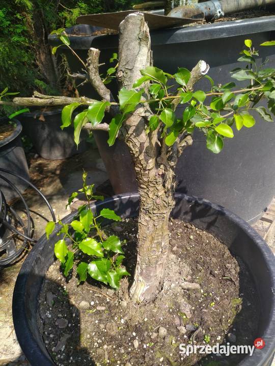 Drzewka pre bonsai dzika grusza i grab Skierniewice