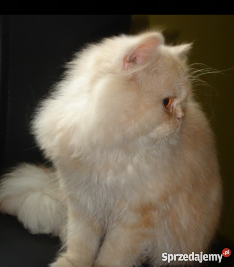 okazja oddam kotki Krasnystaw