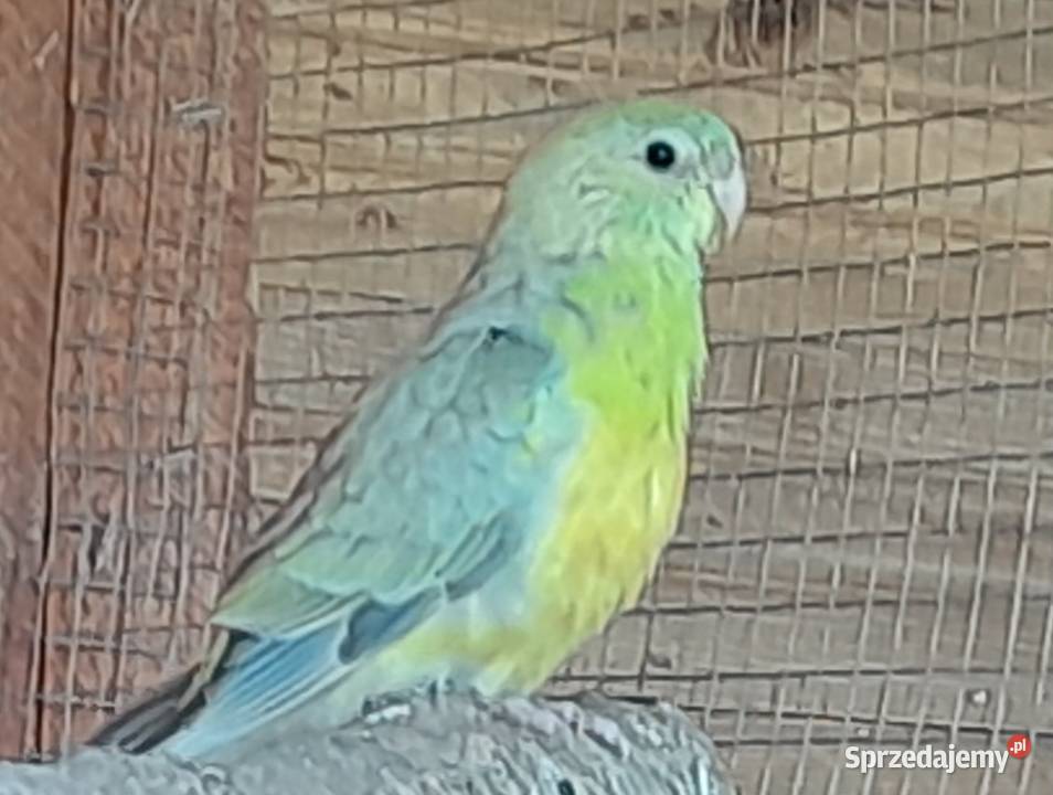 Świergotki zmienią woliere Wadowice