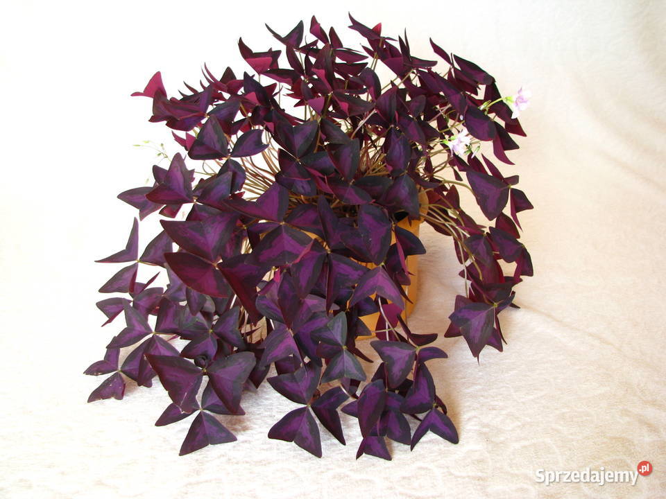 Szczawik trójkątny purpurowy na taras do fioletowy Brzegi