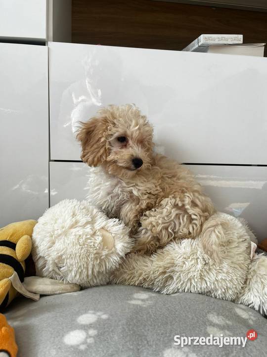 Śliczna sunia pudel Jordanów