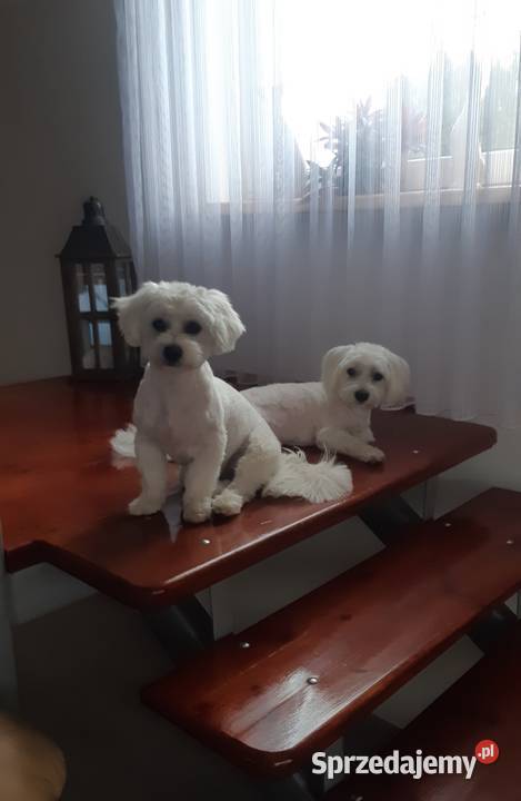 Śliczny Maltańczyk Poręba