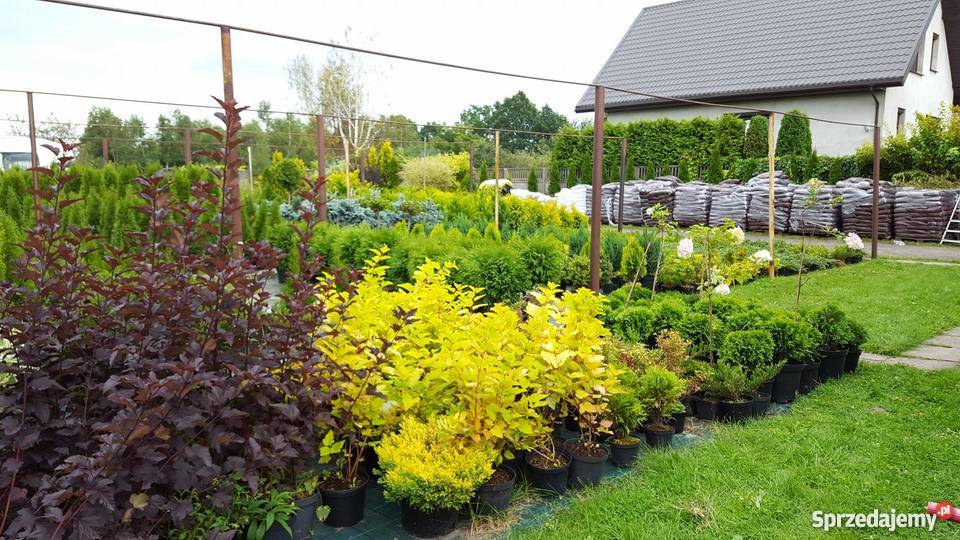 Thuja Woodwardii 5070 kula zielona PRODUCENT