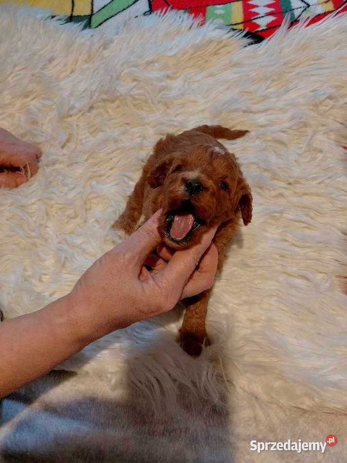 Cavapoo suczka red do razerwacji Wyszków sprzedam