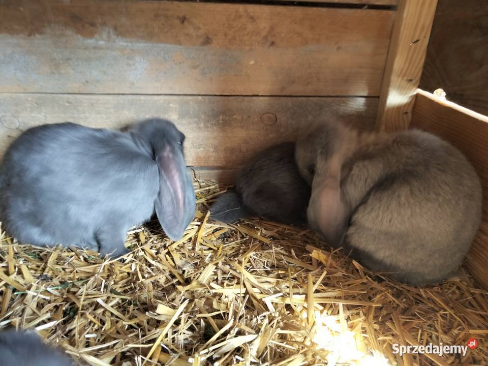 Sprzedam króliki rasy Baran Francuski Niebieski Zdany sprzedam