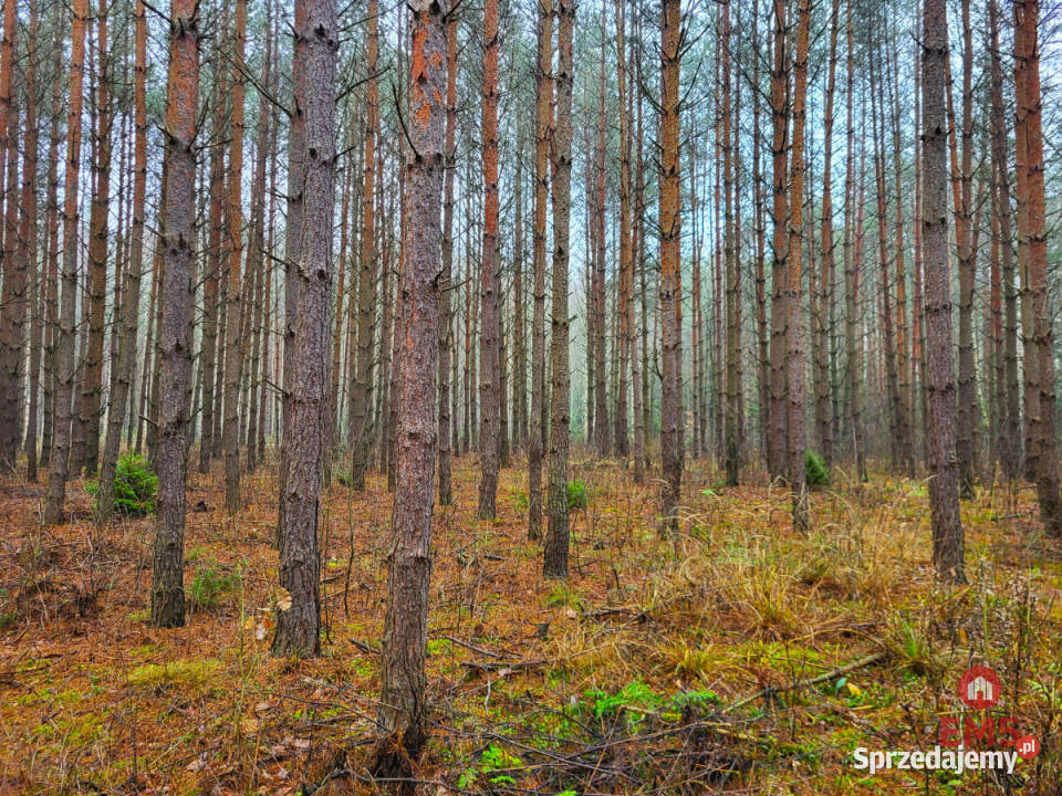 Działka 32000m2 Dubicze Cerkiewne