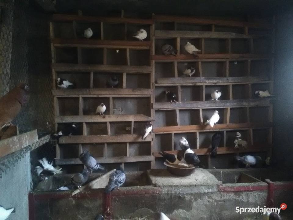 Gołębie 25 magane i inne Pińczów