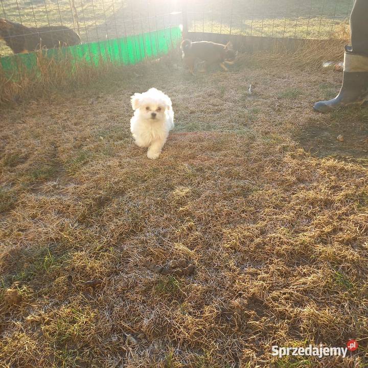 Maltaczyk chłopak Reducin sprzedam