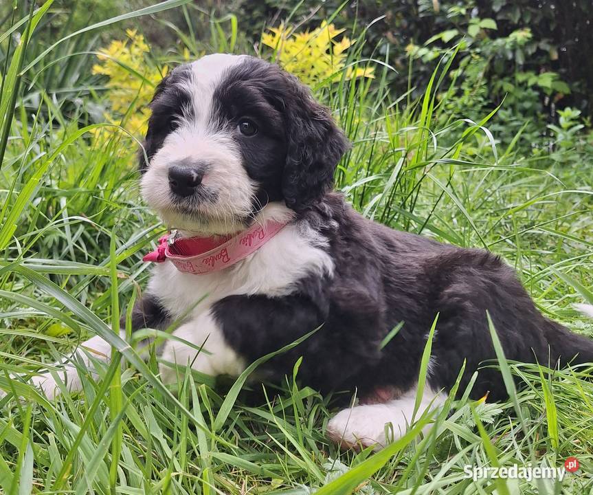 BernedoodleRodzice FCI inteligentny puchaty Chyliczki sprzedam