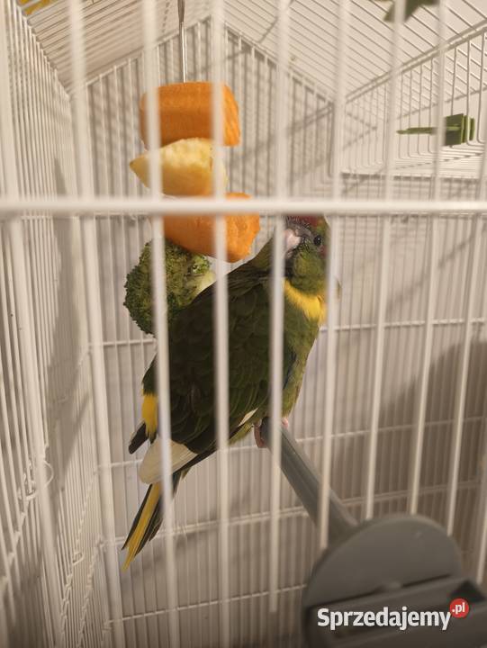 Modrolotki Kozy Dąbrowa Górnicza