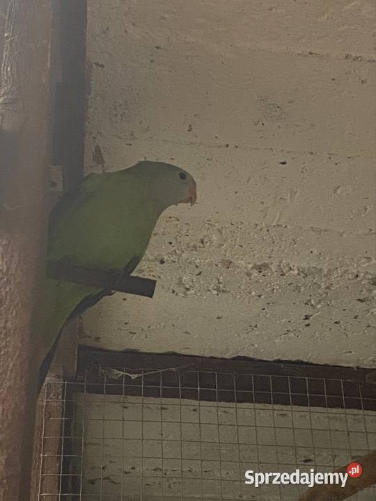 Barabandy Kruszewo sprzedam