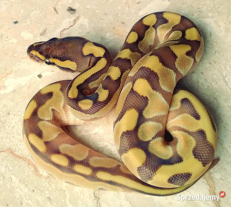 Wąż pyton królewski Python regius Enchi Lesser Warszawa