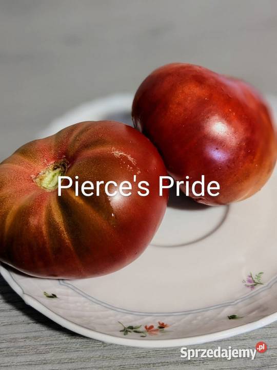 Pomidor z Syberii odporny na zarazę nasiona Kraków
