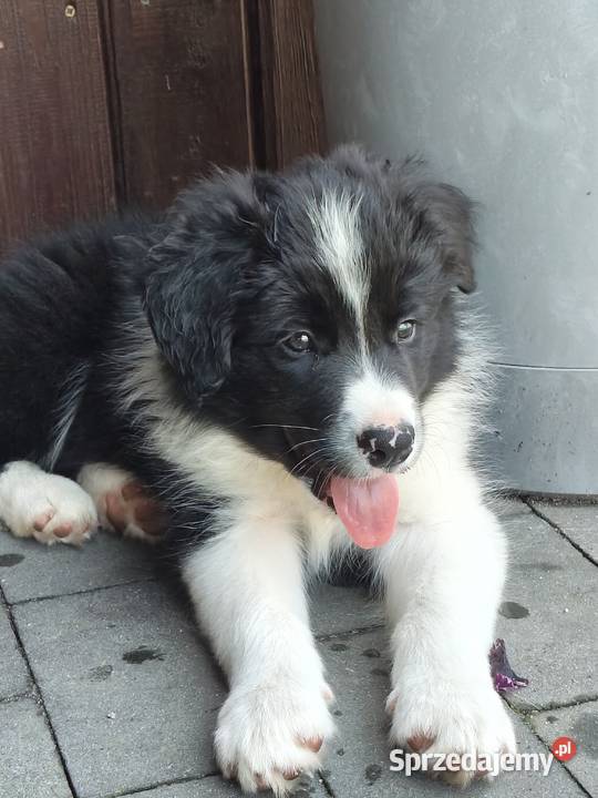 Szczeniak Border Collie ZKwP FCI Pozostałe Kolonowskie
