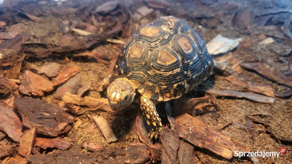 Żółw Lądowy Lamparci Sklep Zoologiczny Zwierzęta śląskie sprzedam