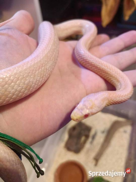 Wąż zbożowy samiec 2 letni sprzedam