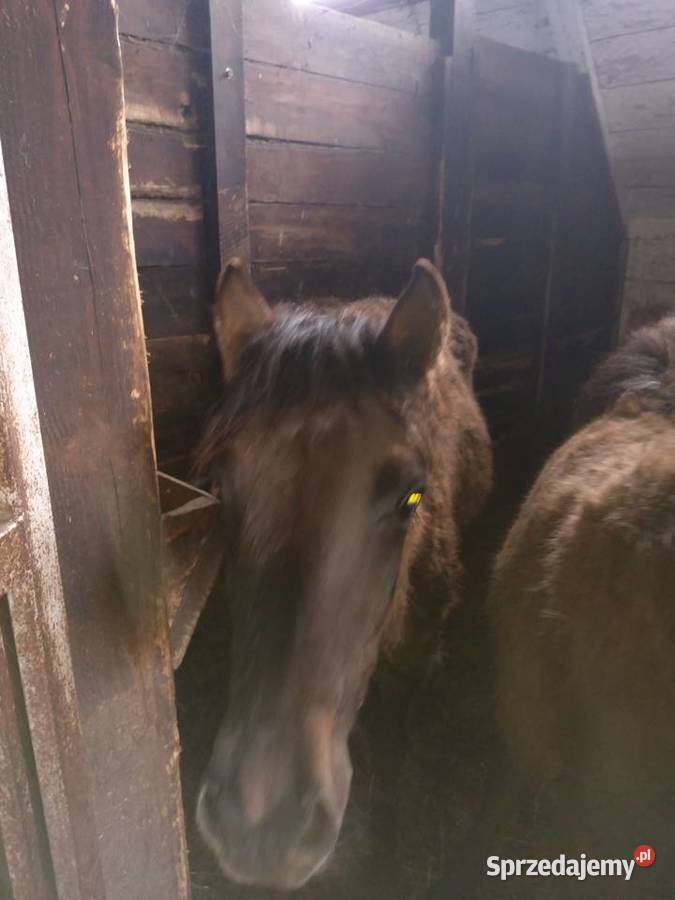 Źrebaki sprzedam ogierki małopolskie sprzedam