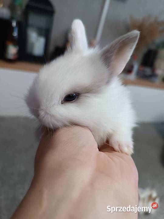króliczki miniaturki Przemyśl sprzedam