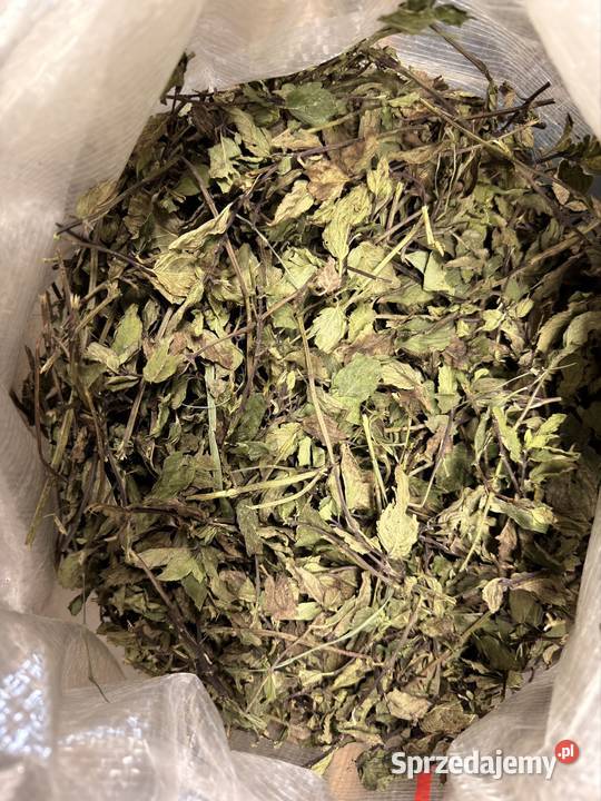 Mięta pieprzowa ziele całe młode Dawidy sprzedam