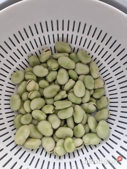 Świeży bób Kutno
