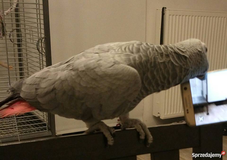 Sprzedam Żako 9 miesiecy łódzkie Pabianice