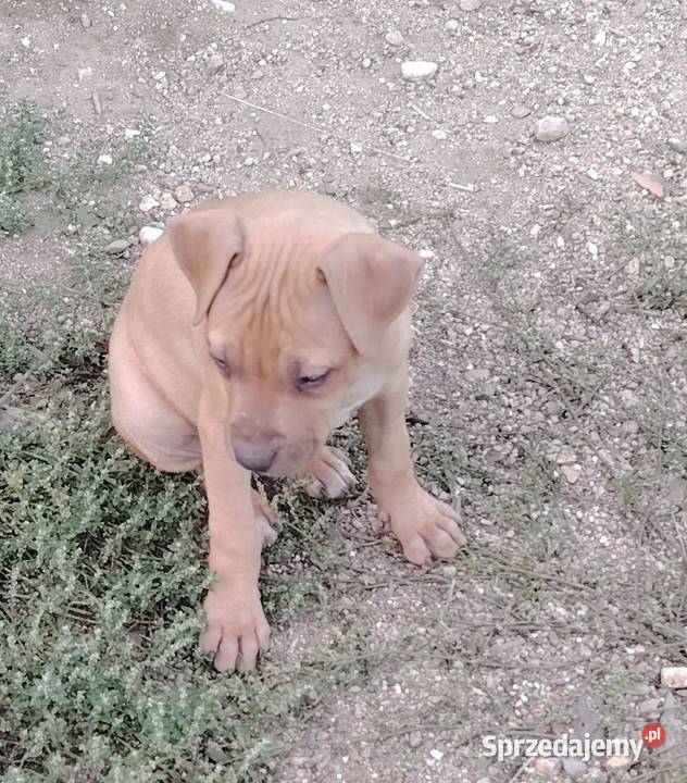 Amerykański Pitbullterrier szczeniaki Pit Bull Bolesławiec sprzedam