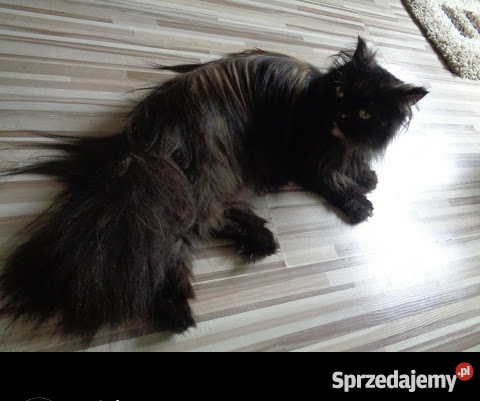 okazja oddam kotki Krasnystaw