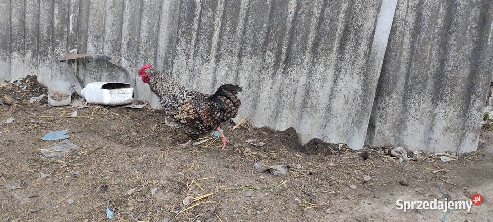 Sprzedam koguty kolorowe Tokarówka