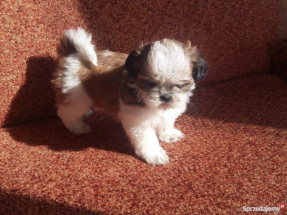 Piękne 6 tyg Shih Tzu Warszawa sprzedam