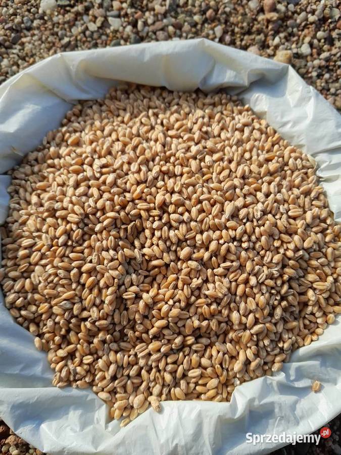 Pszenica ozima Grabin