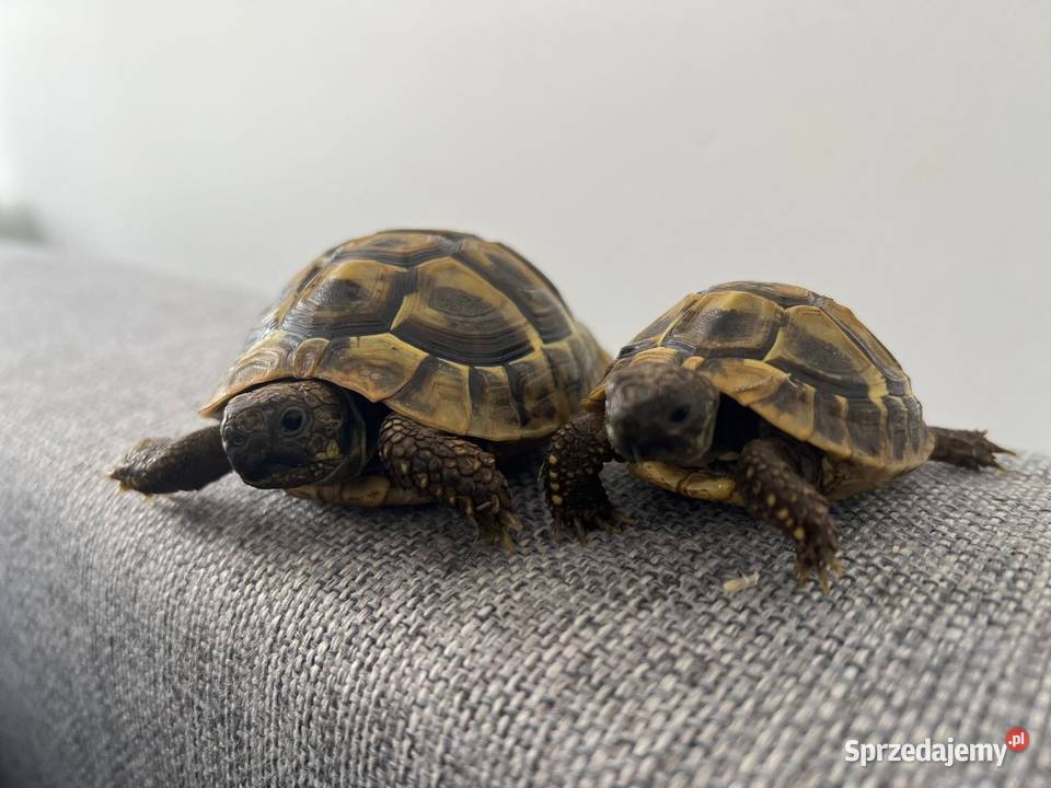 Żółw lądowy grecki mauretański żółwie lądowe pomorskie