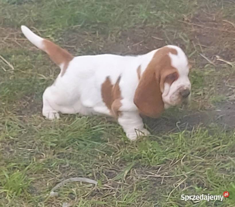 Basset hound szczenięta z renomowanej hodowli