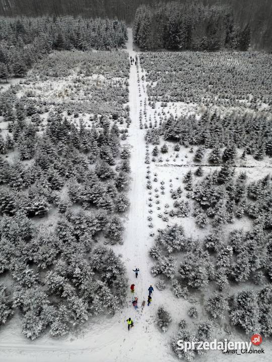Dni otwarte na plantacji Mazowsze jodły świerki Osuchów sprzedam
