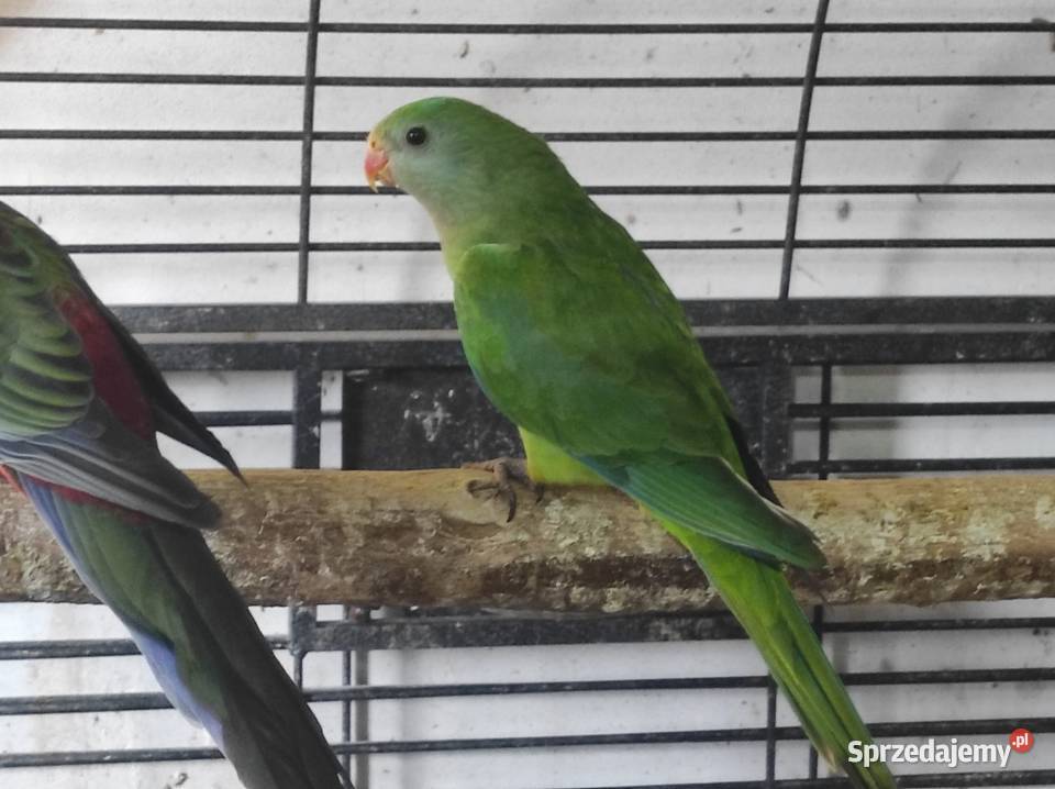Papuga barabanda samica mazowieckie Garwolin