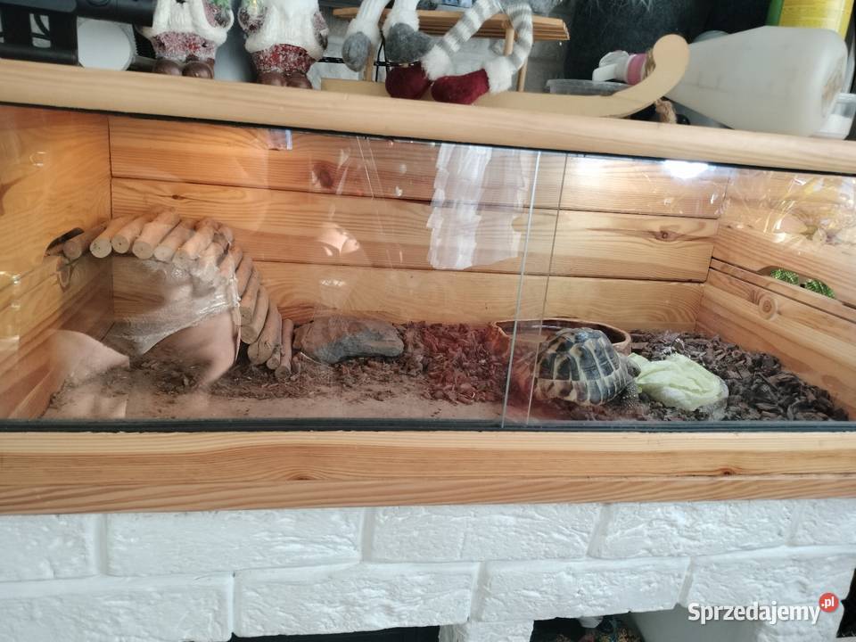 Sprzedam żółwia greckiego śląskie Rybnik sprzedam