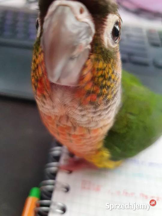 Rudosterki Rudosterka red pineapple samczyk z Kraków