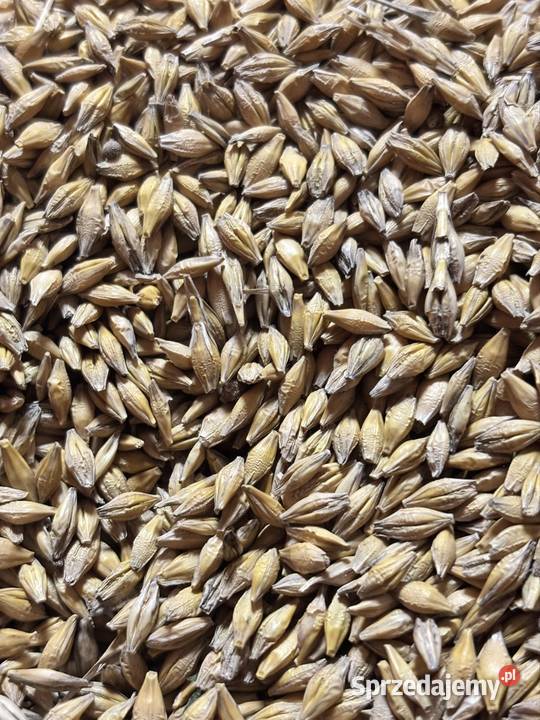Jęczmień Jary 2025 Bez ości Czysty Ładny Snopków