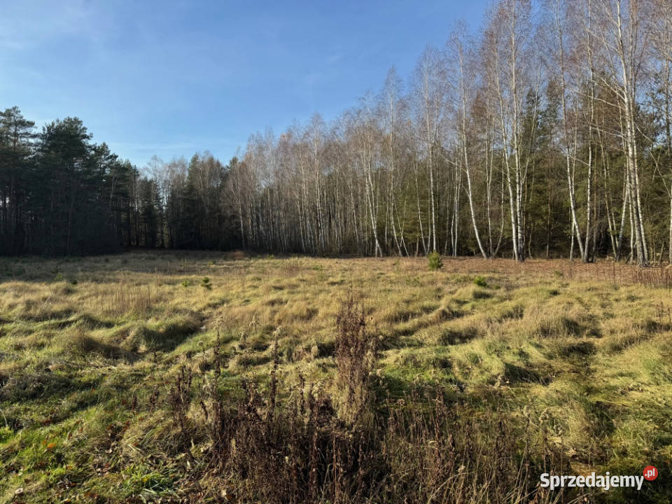 Działka 6300 m2 możliwość budowy dwóch domów las 89zł/m2 mazowieckie Zabrodzie