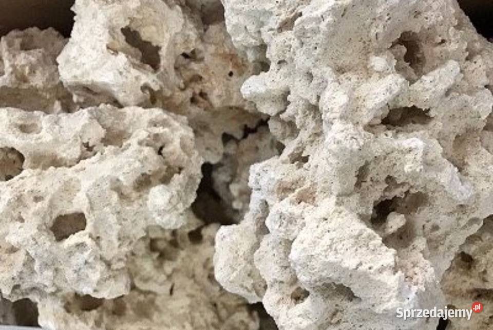 WAPIEŃ FILIPIŃSKI Biała Skała do Akwarium Malawi Akwarystyka mazowieckie Warszawa