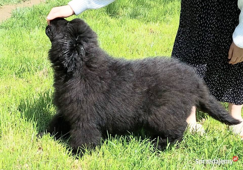 Nowofundland piękny piesek z metryką ZKwP Pozostałe Rozdziały