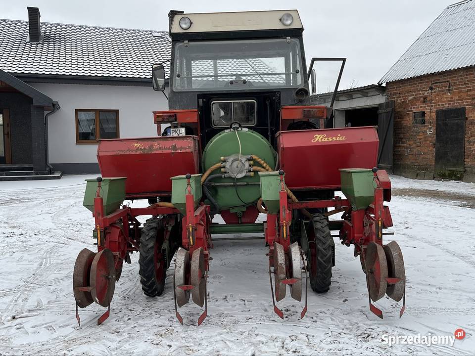 Siewnik hassia Dziwie