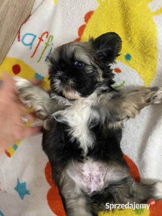 Szczeniaki shihtzu gotowe do odbioru