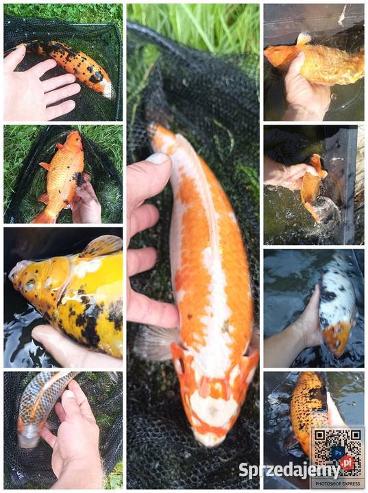 Karpie KOI