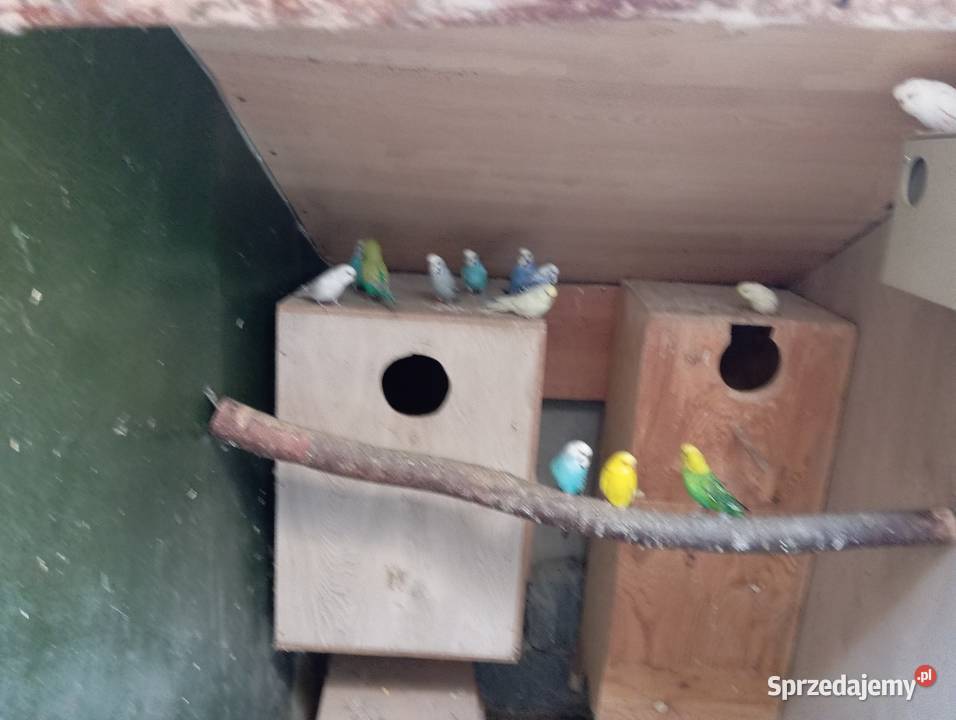 serdecznie sprzedam papugi faliste śląskie Godów sprzedam
